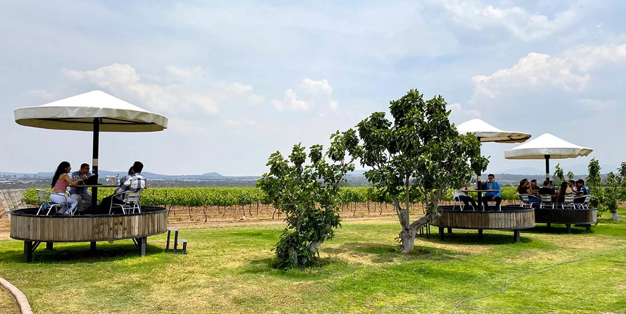 Wine Tasting and Tours