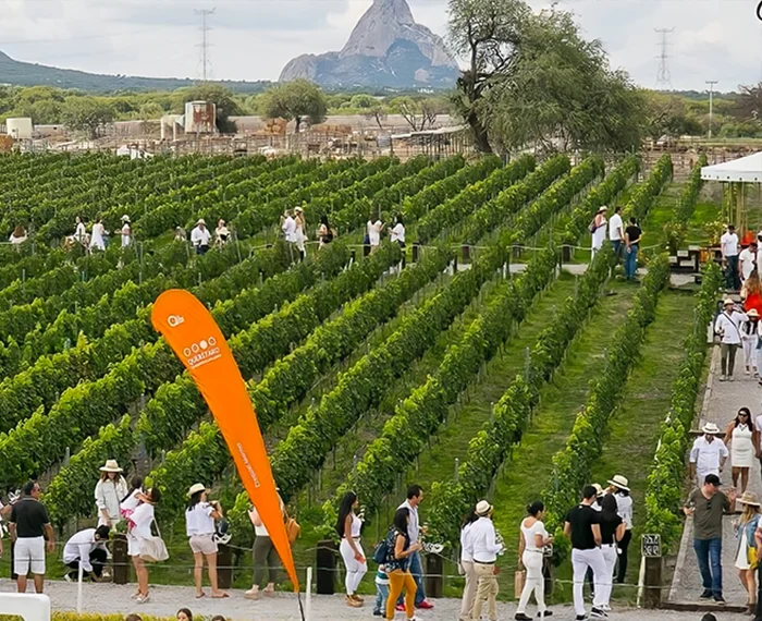 Wine Tours Queretaro