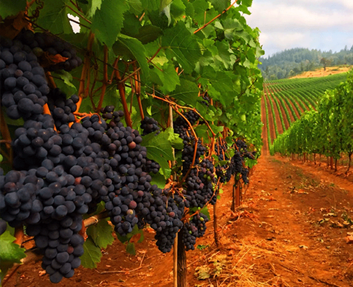 Wine Tasting and Tours Queretaro