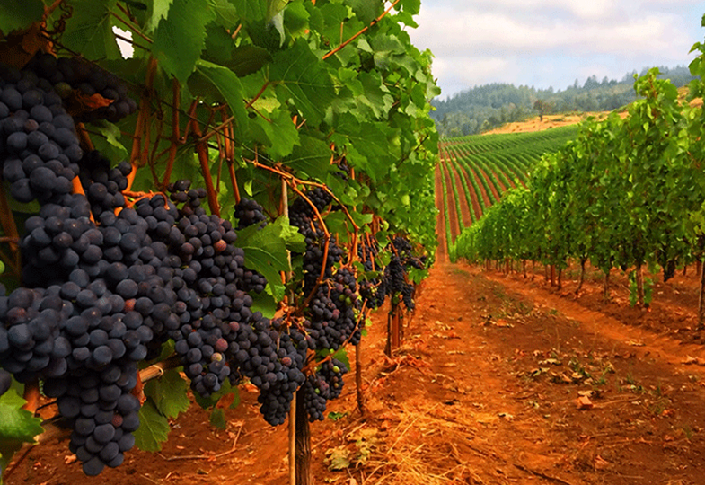 Wine Tasting and Tours Queretaro